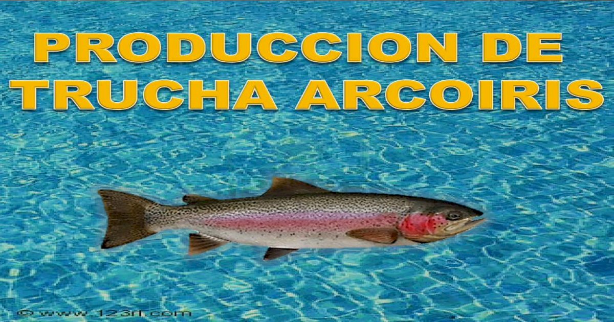 Deps nadador diapositiva 250 #12 Trucha Arco Iris 