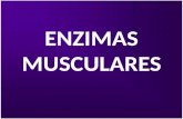 ENZIMAS MUSCULARES