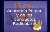 Anatomia de Los Conducto Radiculares f 1210034346752830 8