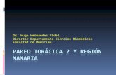 Clase 04 Pared toráxica y region mamaria
