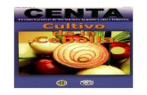 2003. CENTA. Guía Técnica del Cultivo de Cebolla