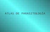 4745852 Atlas a Color de Parasitologia