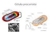 Célula procariota e célula eucariota powe point
