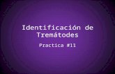 #11 Identificacion de trematodes.pptx