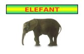 Elefants S.