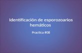 #08 Identificacion de esporozoarios hematicos.pptx