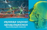 Clase neuroanatomia 2011 ii