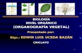 organografía vegetal