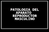 Patologia Del Aparato Re Product Or Masculino