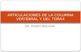 7.) Articulaciones de la Columna Vertebral y del Tórax - Prof. Pedro Bolívar