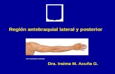 9.) Región Antebraquial Posterolateral - Prof. Iraima Acuña