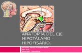 Anatomía del eje hipotálamo – hipofisario