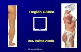 13.) Región Glútea y Femoral Posterior - Prof. Iraima Acuña