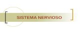 Sistema Nervioso Central Embriologia