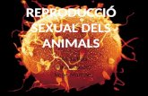 Reproducció sexual animals i plantes: Alicia, Irene, Raquel