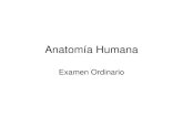 75426385 anatomia-humana-examen-ordinario
