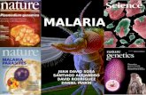 Ciclo de vida, patología y patogénesis de la malaria