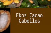 Lanzamiento Ekos Cacao