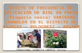 7.2. Efecto de BIOL en el cultivo de fresa.pptx