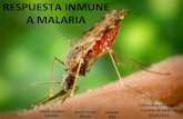 Presentación respuesta inmune a malaria