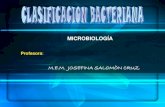 Clasificacion General Bacterias