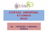 Usmp - Esofago Abdominal - Bazo