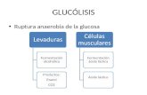 Ciclos Pentosa, Glucolisis, Lipidos