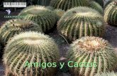 Amigos  _cactus.pps_ip[1]