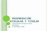 Regeneracion celular y tisular