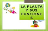 Las Plantas y sus funciones