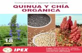 Quinua y Chia orgánica para la exportación