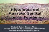 Histologia del aparato genital externo