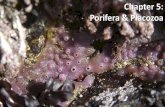 Porifera & placozoa 2012