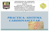 Practica Sistema Cardiovascular Nuevo 2011