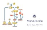 Músculo liso Guido Ulate. MD. PhD.. Introducción Las células de músculo liso contienen actina(A), tropomiosina(TM) y miosina(M) no contienen troponina.
