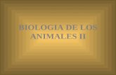 BIOLOGIA DE LOS ANIMALES II. Características de los cordados 1) Notocorda: varilla semirígida que se extiende a lo largo del cuerpo entre el tubo digestivo.