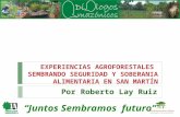 EXPERIENCIAS AGROFORESTALES SEMBRANDO SEGURIDAD Y SOBERANIA ALIMENTARIA EN SAN MARTÍN Por Roberto Lay Ruiz Juntos Sembramos futuro.