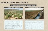LA AGRICULTURA EN ESPAÑA AGRICULTURA DE SECANO AGRICULTURA DE REGADÍO Olivar en Córdoba. Se extiende principalmente por el interior de la península ibérica.