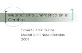Metabolismo Energético en el Cerebro Silvia Suárez Cunza Maestría en Neurociencias 2009.