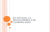 EL NÚCLEO, LA MITOCONDRIA Y EL CLOROPLASTO. EL NÚCLEO Es el centro de control de la célula. Tiene una membrana nuclear porosa. Situado generalmente en.
