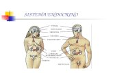 SISTEMA ENDOCRINO. V UNIDAD: Describen generalidades anatómicas y fisiológicas del sistema endocrino en el ser humano.