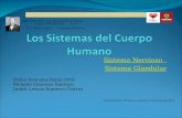 Sistema Nervioso Sistema Glandular Esc. Prim. Fed. Lic. Benito Juárez García Clave: 30DPR0332G Z270 Col. Santa Isabel I Coatzacoalcos, Ver. Dulce Azucena.