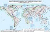 Brotes de H5N1 en 2005 y rutas de vuelo principales de aves migratorias Situación al 30 de Agosto del 2005.