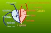 Diástole Sístole auricular Sístole ventricular.