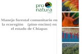 Manejo forestal comunitario en la ecoregión (pino-encino) en el estado de Chiapas.