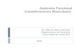 Anatomía Funcional -Consideraciones Musculares- Dr. Allan D. Mora Cascante Departamento de Anatomía Universidad de Costa Rica -2010-