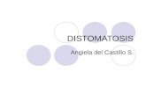 DISTOMATOSIS Angiela del Castillo S.. INTRODUCCION La Distomatosis (o Fasciolasis) es una enfermedad interna causada por parásitos del género Fasciola,