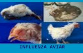 INFLUENZA AVIAR. ANTECEDENTES H5N1 es una cepa altamente patógena de gripe aviar. La primera aparición de este tipo de gripe en humanos se dio en Hong.