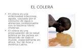 EL COLERA El cólera es una enfermedad infecciosa, aguda, causada por el consumo de agua o alimentos contaminados con la bacteria Vibrio cholerae. El cólera.