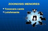 ZOONOSIS MENORES Toxocara canis Toxocara canis Leishmania Leishmania.
